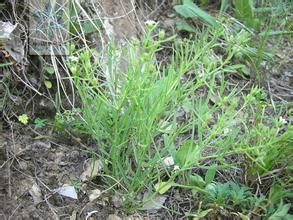 急折百蕊草 急折百蕊草