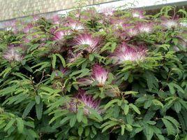 細葉合歡 細葉合歡