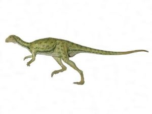 鳥腳亞目 鳥腳亞目