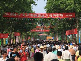 全椒采桃節 全椒采桃節