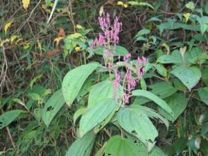 剛毛尖子木 剛毛尖子木