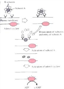 （圖）霍亂樣綜合徵