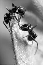 大黑木工蟻 大黑木工蟻