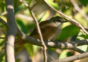 栗背棘雀 栗背棘雀