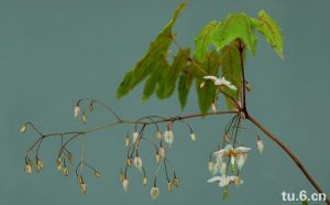 長蕊淫羊藿 長蕊淫羊藿