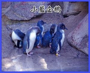 小藍企鵝屬