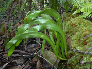 帶狀瓶爾小草 帶狀瓶爾小草