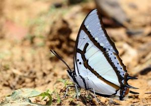 大二尾蛺蝶 大二尾蛺蝶