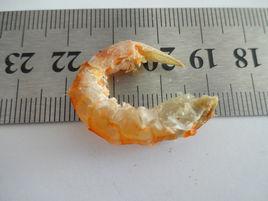 金鉤海米 金鉤海米