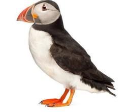 長嘴斑海雀 長嘴斑海雀