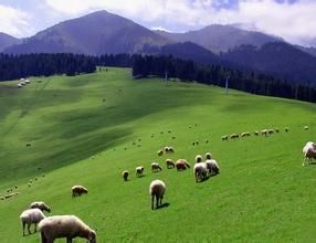 哈密天山國家森林公園 哈密天山國家森林公園