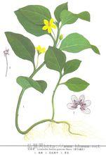 靈香草[報春花科珍珠菜屬植物]