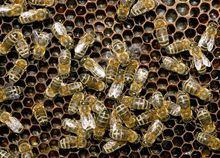 雄蜂們包圍著蜂王