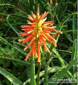 蘆薈美容法 蘆薈美容法