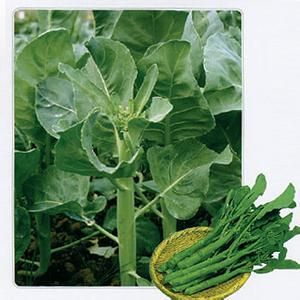 早花芥藍 早花芥藍