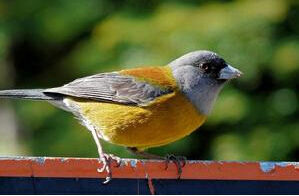 南美嶺雀鵐 南美嶺雀鵐