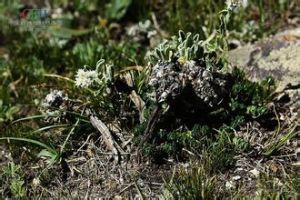 紅花木根香青 紅花木根香青