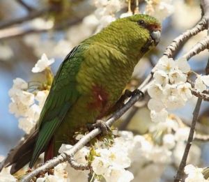 南方錐尾鸚鵡智利亞種 南方錐尾鸚鵡智利亞種