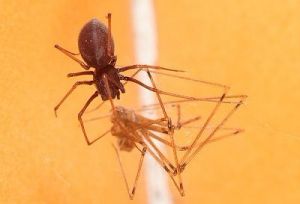 黑條花皮蛛 黑條花皮蛛