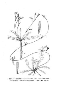 光莖栓果菊 光莖栓果菊