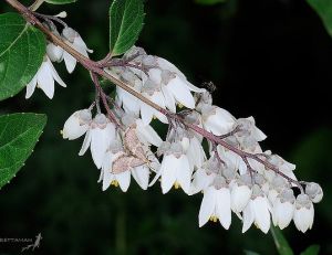 大葉溲疏 大葉溲疏