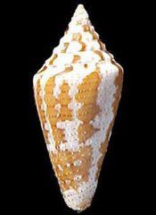 小斑芋螺 小斑芋螺