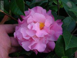 海頓[山茶屬栽培品種]