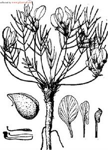 薄葉棘豆 薄葉棘豆