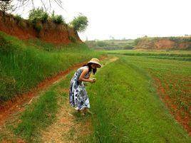西周村[江蘇省興化市張郭鎮下轄村]