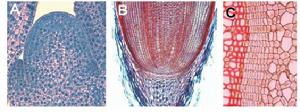 莖尖,根尖分生組織和維管形成層結構