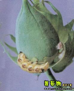 萬壽菊棉鈴蟲 萬壽菊棉鈴蟲