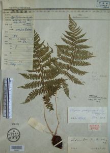 金沙江蹄蓋蕨 金沙江蹄蓋蕨