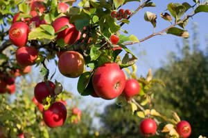 隱藏的西紅柿 隱藏的西紅柿