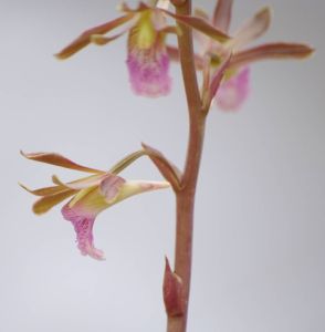 長苞美冠蘭 長苞美冠蘭