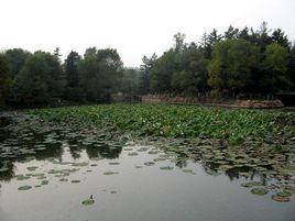 新屯公園 新屯公園