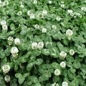 絳車軸草 絳車軸草