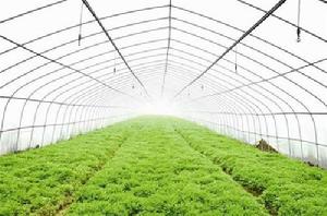 溫室大棚內的蔡甸藜蒿