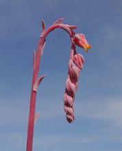 花（拍攝者：Emmanuelle Aub&eacute;）