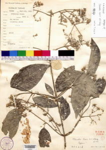 福貢鐵線蓮 福貢鐵線蓮