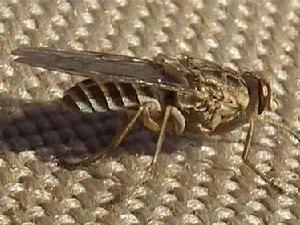 殺人最多動物排行