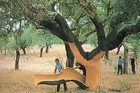 西安中林軟木科技發展有限公司