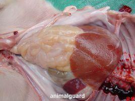 豬副嗜血桿菌病