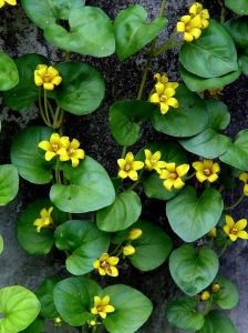 大過路黃 大過路黃