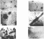 （圖）棉花曲葉病毒的啟動子