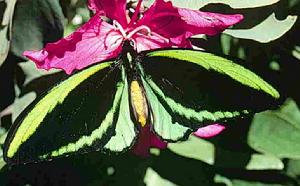 阿魯島綠鳥翼鳳蝶 阿魯島綠鳥翼鳳蝶