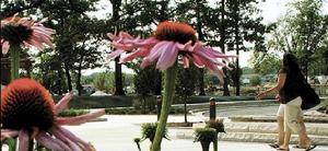 阿爾維諾學院 阿爾維諾學院