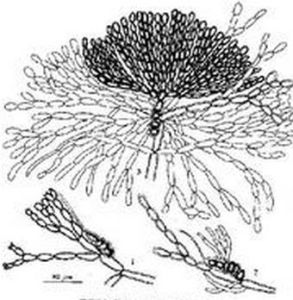 廣東粉枝藻 廣東粉枝藻
