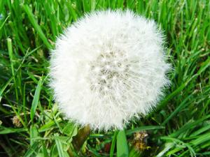 朝鮮蒲公英 朝鮮蒲公英