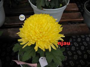 黃金芙蓉 黃金芙蓉