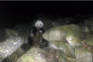 偶爾開葷的熊貓